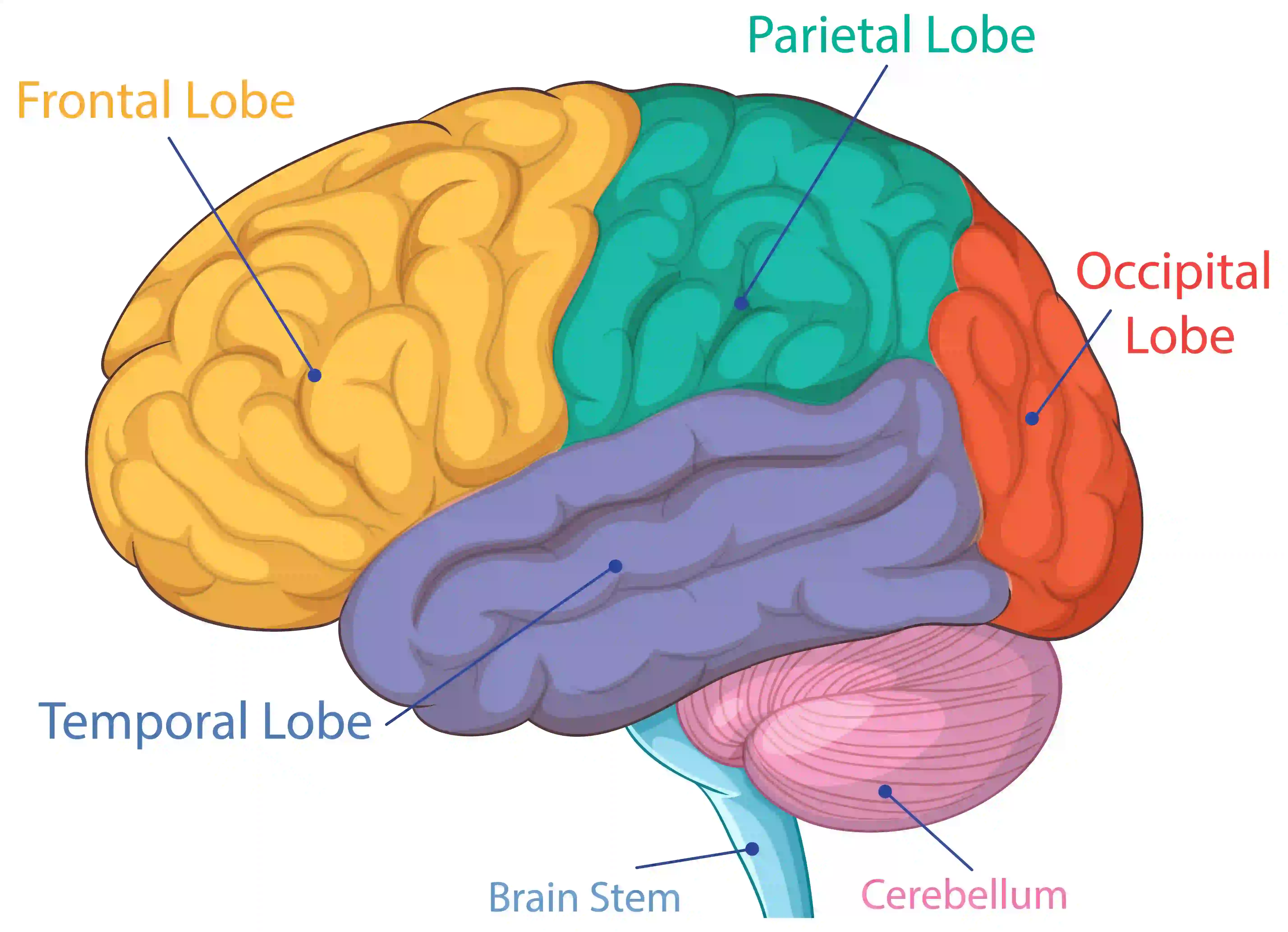 A colorful diagram of the human brain showing different lobes, illustrating where neurotransmitters affect mood and cognitive function