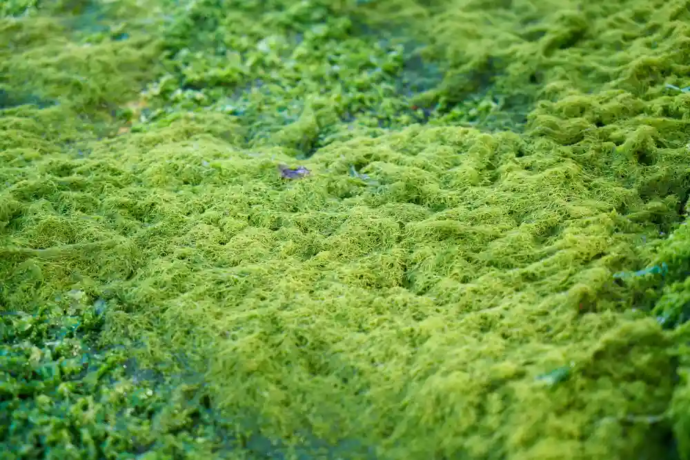 Close up texture of raw green sea moss before processing